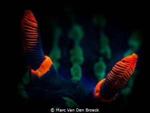 Red horns by Marc Van Den Broeck 